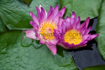 Two violet lilies Nymphaea on the water surface