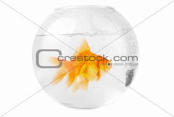 gold fish at aquarium