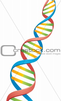 Double Helix DNA Strand