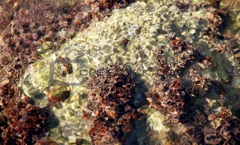 Marine rock on docks, barnacle