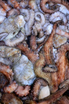 Cephalopods texture, many colorful octopus