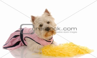 dog dressed as a cheerleader