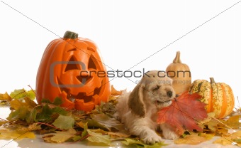 spaniel puppy in halloween scene