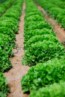 Beautiful, big, green cabbage from ecological farm