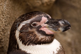 Portrait of a humboldt penguin