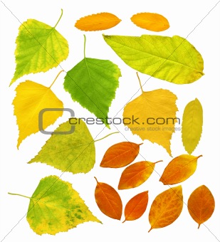 Leafs of a birch and barberry