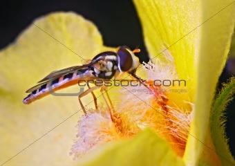 flower fly