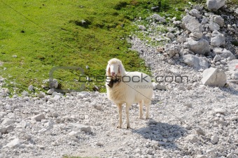 Sheep in the Alps. Wetterstein Mountains, Germany