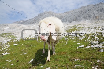 Sheep in the Wetterstein Mountains. Zugspitze summit in the background.
