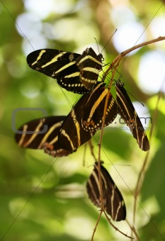 Roosting Butterflies