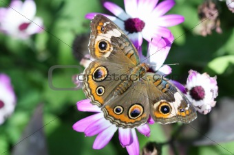 buckeye butterfly