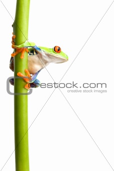 frog on plant stem isolated