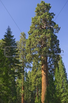 Giant redwood trees