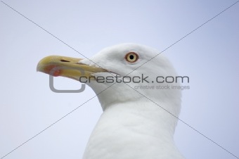 Andry Seagull