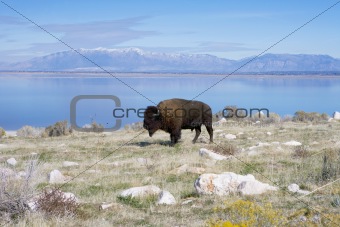 Buffalo in Antelope Island State Park