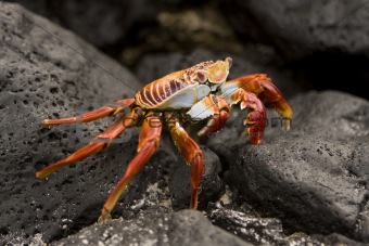 Sally Lightfoot crab Galapagos Islands