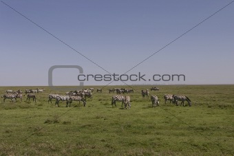 Herd of Zebras grazing on the Serengeti Plains, Tanzania