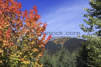 Colourful maple bush with mountain landscape in background