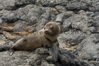 Sea lion in the Galapagos Islands