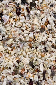 A Close-up view of seashells on a Galapagos Island beach