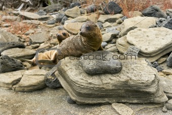 Sealion pups on the Galapagos Islands