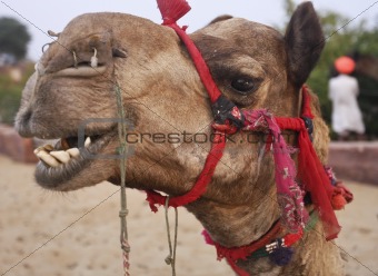 Camel in desert Oasis India
