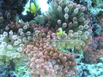 Underwater shot of coral Maldives Islands