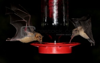 Bats At A Feeder