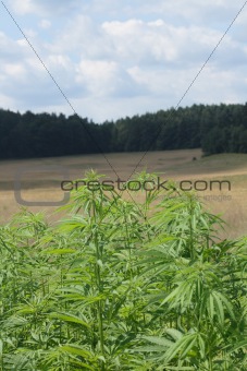 marijuana field 