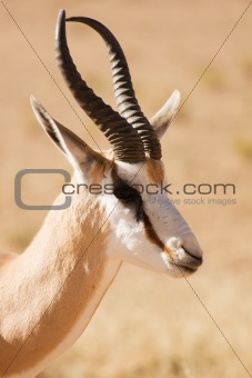 Closeup portrait of a Springbok gazelle