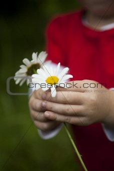 Child holding a daisy