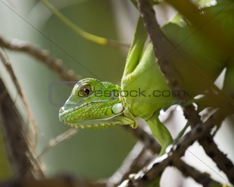 baby Green Iguana