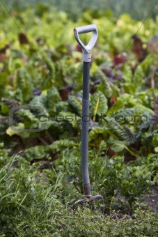 A spade in the garden