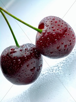 Two fresh dark cherries with waterdrops on a light blue reflecting surface