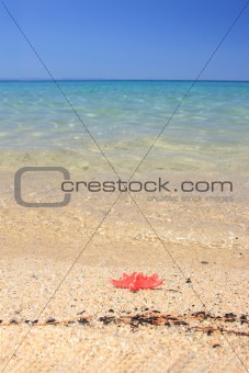 seastar sitting on beach