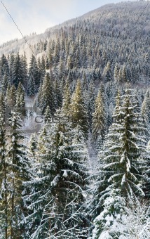 winter forest mountainside