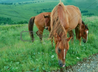 horse family pastures in a meadow