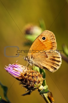 Meadow brown butterfly on Knapweed