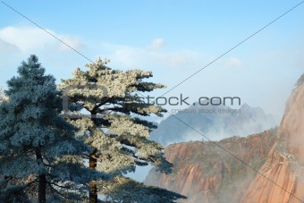 Pine Trees and Sea of Clouds