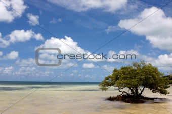 Lone Mangrove Tree