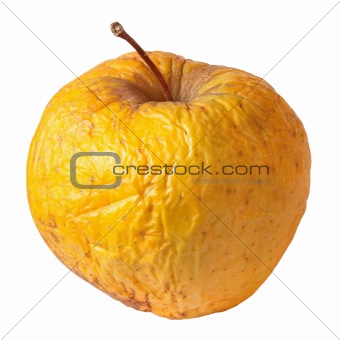 Rotten dry disgusting apple isolated on white background