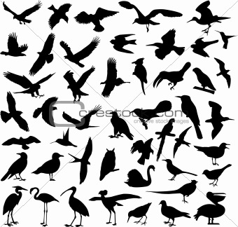 birds silhouettes collection