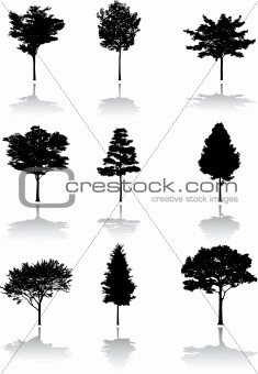 Silhouette a tree
