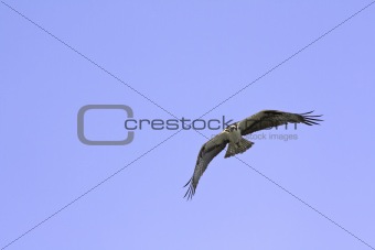 American osprey (Pandion haliaetus) in flight against a blue sky