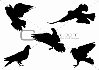 Flocks of pigeons