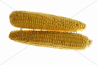 Corn cobs in yellow color