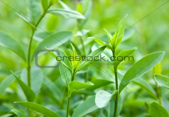 Bush of green tea