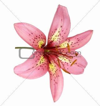 Pink Lily Isolated on White
