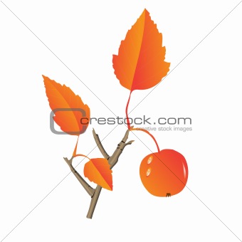 Apple tree leaf and fruit