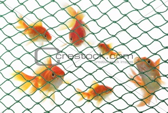 imprisoned fish